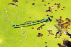 Austroagrion exclamationis
