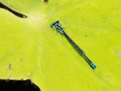 Austroagrion exclamationis