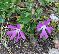 Primula minima