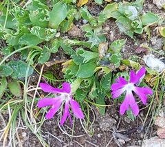 Primula minima
