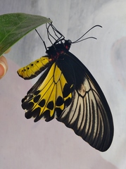 Troides helena