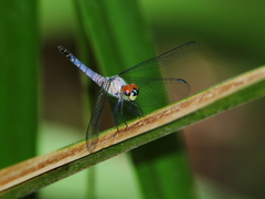 Brachydiplax denticauda