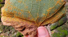 Neophysopella ampelopsidis