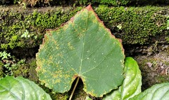Neophysopella ampelopsidis