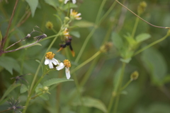 Bidens pilosa
