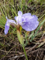 Iris setosa