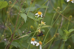 Rhynchium haemorrhoidale