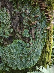 Ricasolia quercizans