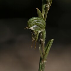 Pterostylis occulta