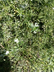 Galium rivale