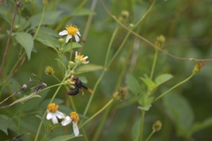 Rhynchium haemorrhoidale
