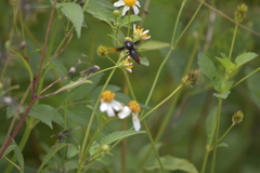 Rhynchium haemorrhoidale