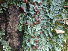 Ricasolia quercizans