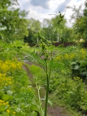 Chaerophyllum bulbosum