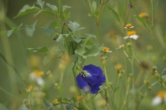 Clitoria ternatea