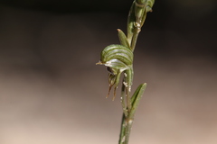 Pterostylis occulta