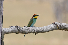 Merops apiaster