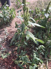 Amaranthus retroflexus