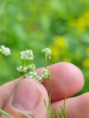Chaerophyllum bulbosum