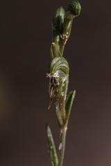Pterostylis occulta