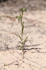 Pterostylis occulta