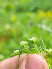 Chaerophyllum bulbosum