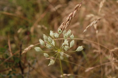 Allium acuminatum