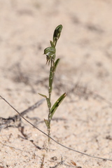Pterostylis occulta