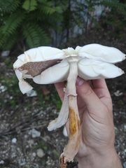 Leucoagaricus badhamii