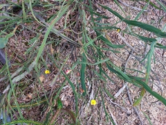 Bossiaea scolopendria