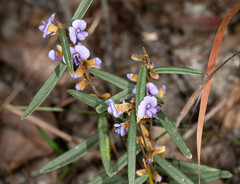Paul Whitington, CC BY, iNaturalist via GBIF Hovea heterophylla, photograph Paul Whitington, CC BY, iNaturalist via GBIF