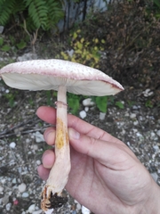 Leucoagaricus badhamii