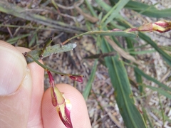 Bossiaea scolopendria