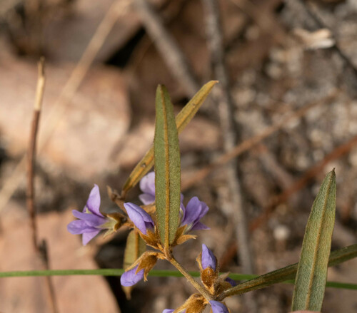 Hovea heterophylla, photograph 3
