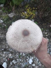 Leucoagaricus badhamii
