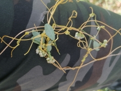 Cuscuta campestris