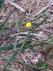 Bossiaea scolopendria