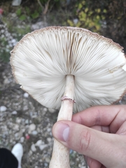Leucoagaricus badhamii