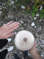 Leucoagaricus badhamii