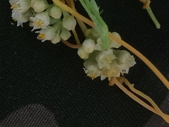 Cuscuta campestris