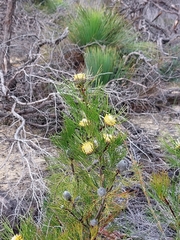 Isopogon anethifolius