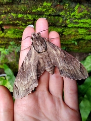 Psilogramma menephron