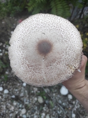 Leucoagaricus badhamii