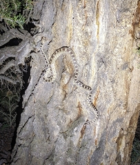 Pituophis catenifer deserticola