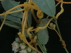 Cuscuta campestris