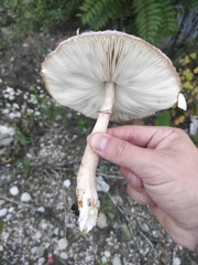 Leucoagaricus badhamii