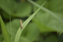 Junonia almana almana