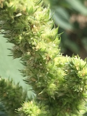 Amaranthus retroflexus