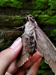 Psilogramma menephron