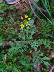 Rorippa sylvestris